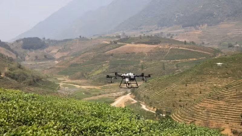 在莱州省农业生产中使用无人机。（图片来源：明英）
