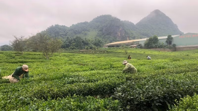 山罗省平顺乡农民采摘茶叶。
