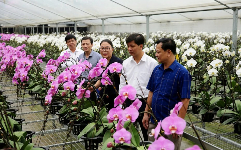 附图：河内发展高科技花卉种植模式迈向绿色农业和应对气候变化。
