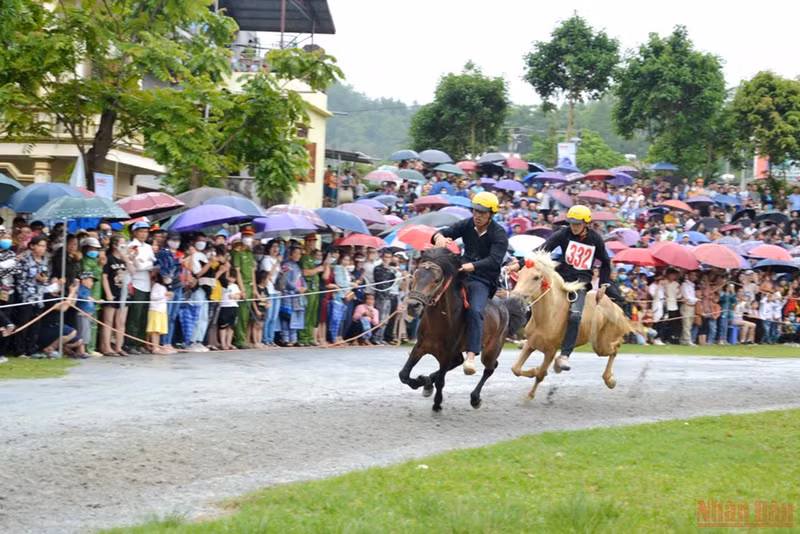 北河白高原独有的驮马赛 ảnh 2