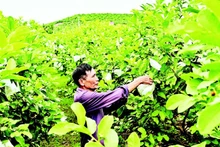 位于北宁省福和乡山谷中的大片番石榴园。（宝龙 摄）