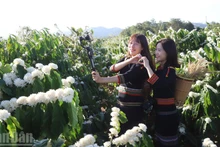 年轻游客在咖啡花园中打卡留影。