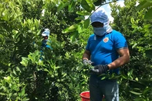 OCOP有机水果合作社采收无籽柠檬。