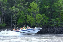游客在金瓯角国家公园体验穿越红树林生态之旅。