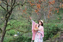 柿子园果实成熟，色泽鲜艳，沿大惠灵山山坡绵延展开。