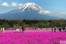 日本仍是最受越南游客青睐的出境游目的地之一。