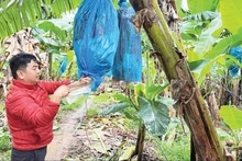 工作人员在安盛康农场农业股份公司种植区照护香蕉园。（明英 摄）