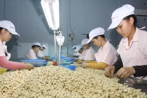 越南得乐省光山有限责任公司的腰果加工现场。 