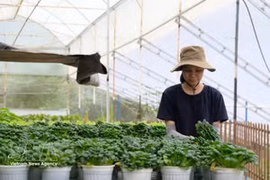 大叻一家达到VietGAP标准的大棚农场采收蔬菜，以供应国内外市场。（图片来源：越通社）