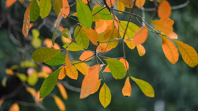 河内市落叶季节 美不胜收 让人着迷（组图） ảnh 5