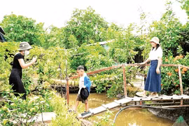 游客参观芹苴市果园生态旅游区。