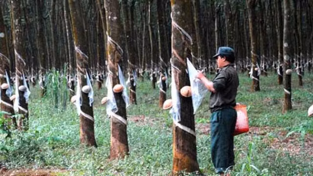 经FSC认证的越南橡胶产量位居世界前茅