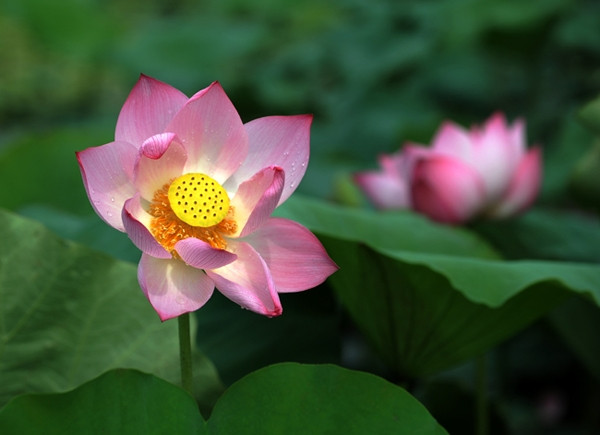 莲花之美。