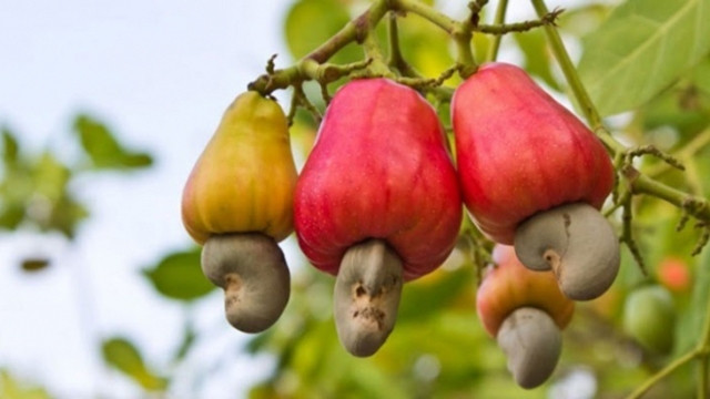 附图。（图片来源：农业报）