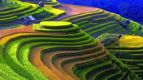安沛省木江界县近几年来也成为热门旅游景点，惊艳世间的金黄色梯田会让首次来到这里的游客震撼不已。