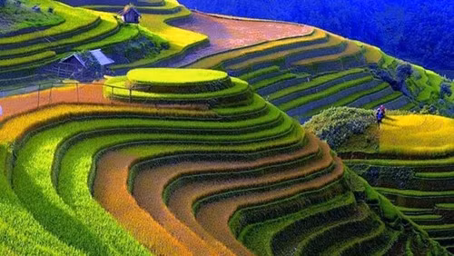 安沛省木江界县近几年来也成为热门旅游景点，惊艳世间的金黄色梯田会让首次来到这里的游客震撼不已。