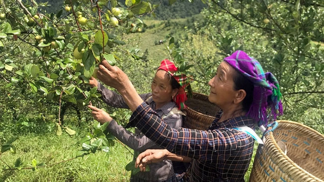 安沛省穆庚寨县集中推进山楂树种植模式