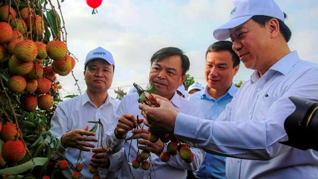 各位领导代表在荔枝果园体验采摘。（图片来源：建设报）