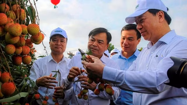 各位领导代表在荔枝果园体验采摘。（图片来源：建设报）