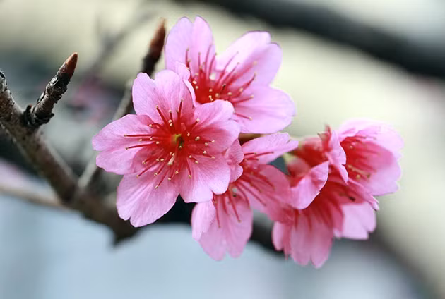 日本樱花已在越南林同省大叻市、老街省沙巴县等地成功种植。