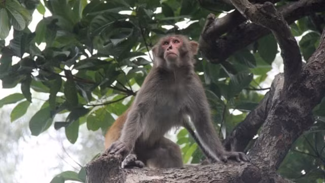 洪茶岛上的恒河猴。