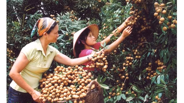 附图：兴安龙眼收获。