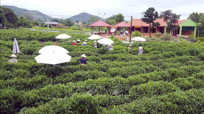 新疆茶叶种植区。