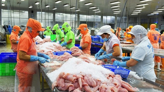 出口查鱼的加工活动。（图片来源：越通社）