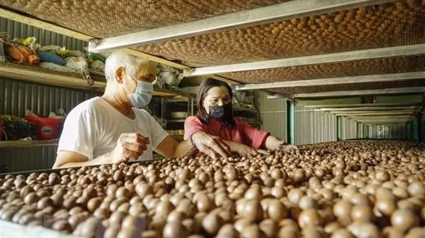 加工澳洲坚果。