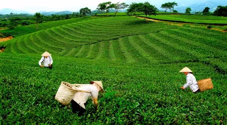 新疆茶区被列入太原省旅游景区名录。