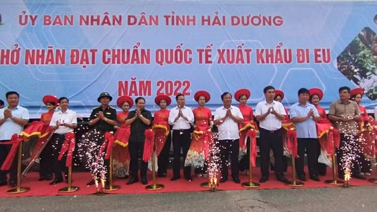 海阳省3吨龙眼首次出口美国、欧洲和新加坡剪彩仪式。