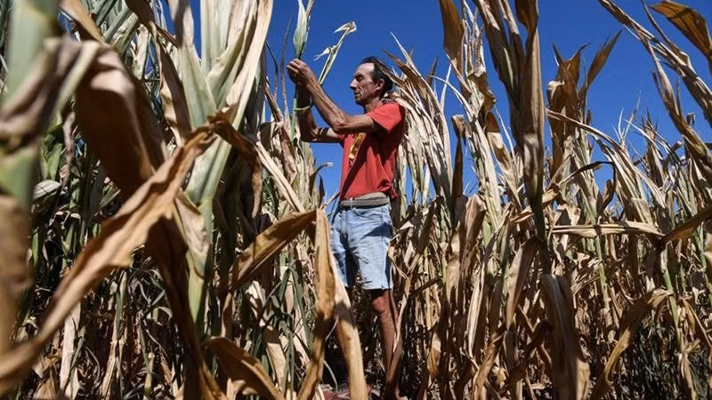 干旱对意大利农业部门造成了严重破坏。（图片来源：GETTY）
