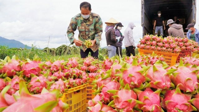 平顺火龙果获得日本地理标志产品保护证书。