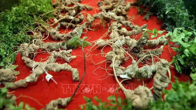 越南玉灵参。（图片来源：越通社）