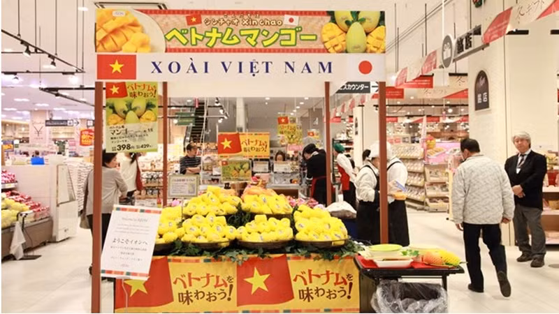 越南芒果在日本超市上架出售。