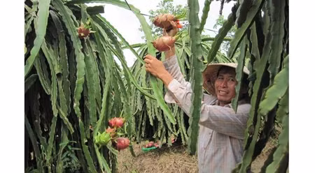 越南火龙果价格大幅上涨。