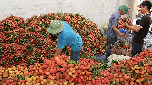 附图。（成达 摄）