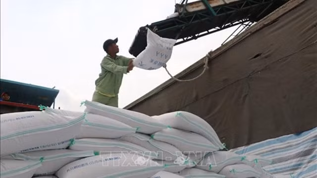 附图：安江省大米出口活动。（图片来源：越通社）