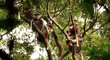 越南岘港市山茶半岛白臀叶猴。