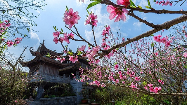 观赏花在雾中绽放。