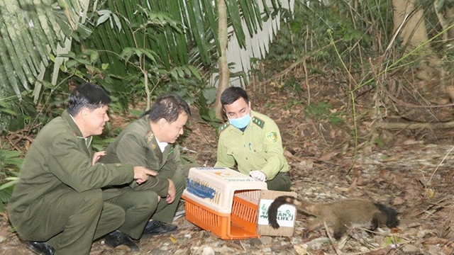 菊芳国家公园将30只花面狸放归大自然。（图片来源：自然资源环境报）