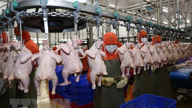 鸡肉加工线。（图片来源：越通社）
