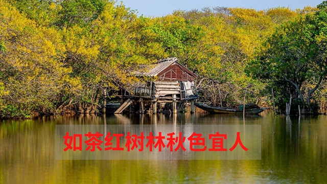 顺化古都秋色宜人：如茶红树林【图表新闻】