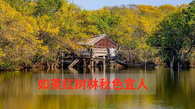 顺化古都秋色宜人：如茶红树林【图表新闻】