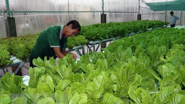 长福农场的蔬菜。