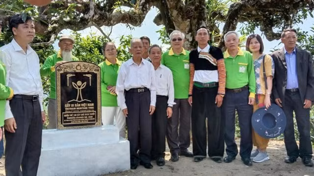 江鹏山雪茶树被列入越南遗产树名录。