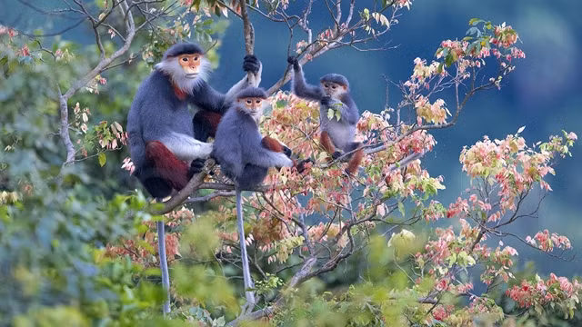 越南山茶白臀叶猴。