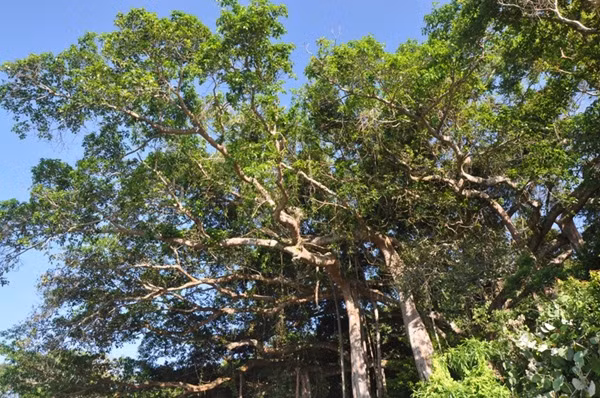 岘港市山茶大榕树。（图片来源：《劳动人报》）