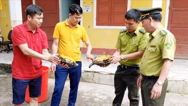 广平省接收三只濒危的凹甲陆龟。