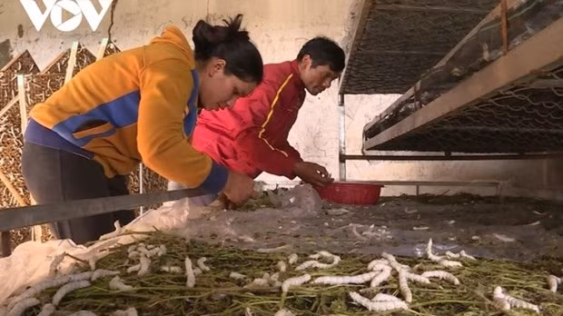 林同省居民因种桑养蚕而生活日益改善。（图片来源：《越南之声》）